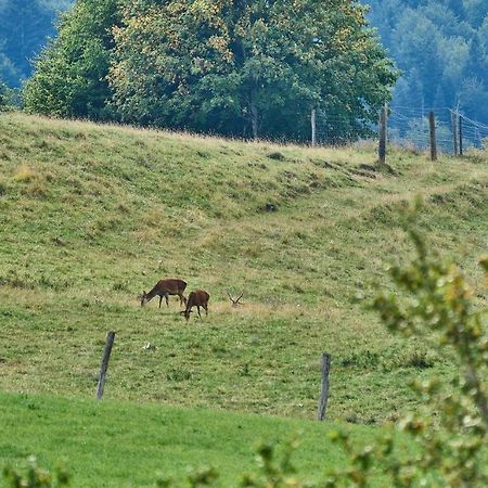 Hof Hauserbichl Fischbachau Exteriör bild